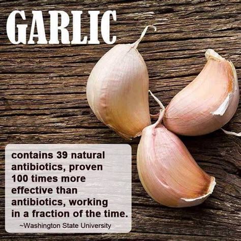 Garlic contains 39 natural antibiotics, proven 100 times more effective than antibiotics ...