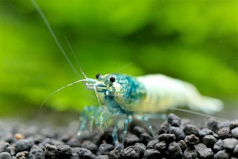 Blue Bolt Shrimp | Shrimp, Pet shrimp, Freshwater aquarium shrimp