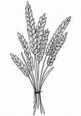 Wheat coloring Page  ColouringPages sketch template