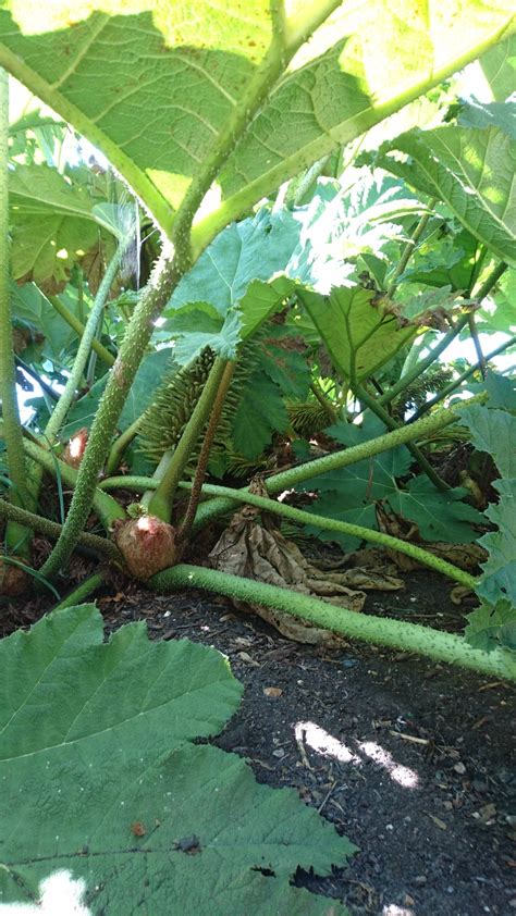 Chilean rhubarb, or giant rhubarb (Gunnera... - i came to see the flowers | bloomsandfoliage