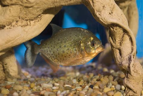 Piranha Pet Stock Photos - Image: 3264703