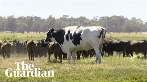 Meet Knickers, the 1,400kg cow from Australia - YouTube