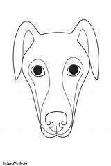 Italian Greyhound sketch template