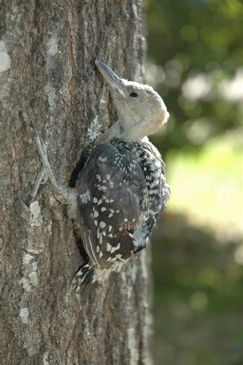 Woodpecker baby 2 Free Photo Download | FreeImages