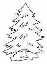 Evergreen Coloring Pages At GetColoringscom  Free Printable Colorings sketch template