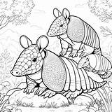 Armadillo Coloring Pages 3  Gem sketch template