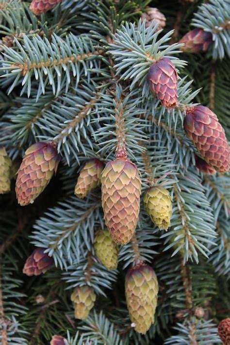 Picea pungens 'Early Cones' Colorado Spruce | Conifer Kingdom