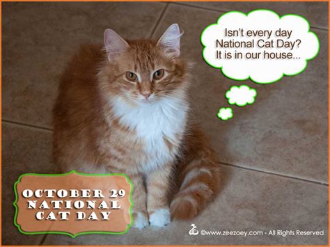 Lots of Love for National Cat Day! | Zee & Zoey's Cat Chronicles