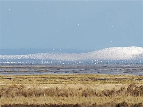 Dunlin flock in flight, WA State | BirdNote