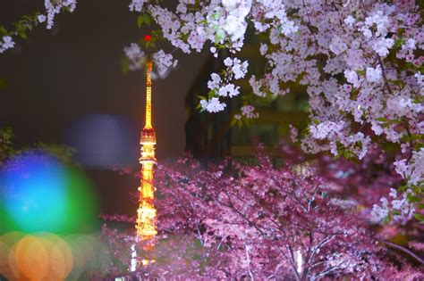 5 Best Places to See Night Cherry Blossoms in Tokyo - Japan Web Magazine
