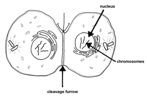 Telophase 1 And Cytokinesis Labeled