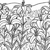 Coloring Page Black And White Lilies In A Field · Creative Fabrica sketch template