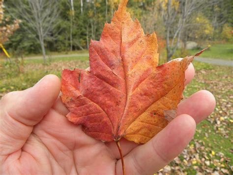 Incoming BYTES: Sugar-Maple leaves DO turn Red