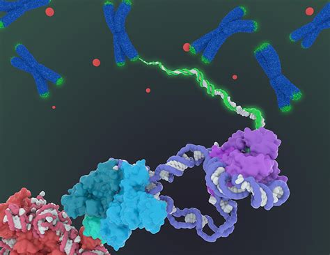 Cryo-EM Reveals Structure of Human Telomerase - Biosciences Area