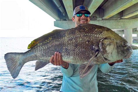 Everything You Need to Know About Fishing for Black Drum - Florida Sportsman