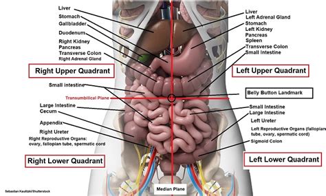 Map of the Abdominal Quadrants and Regions