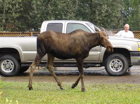 Visiting Fairbanks? Stay at Riverview RV Park, North Pole AK - Good Sam ...