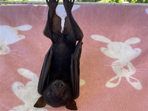 Baby Little red flying fox, orphan in care in Australia 🇦🇺 🦇 : r/batty