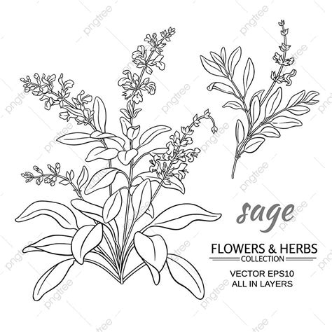 Salvia Vector Ilustración Planta Ingrediente Descarga gratuita de plantilla en Pngtree