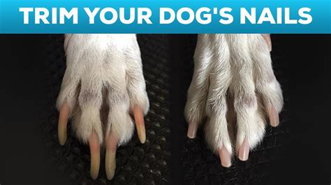How To Cut A Dog's Nail | gambolthemes.net
