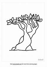 Pine Coloring Bristlecone Longleaf Pages Tree Drawing Ponderosa  sketch template