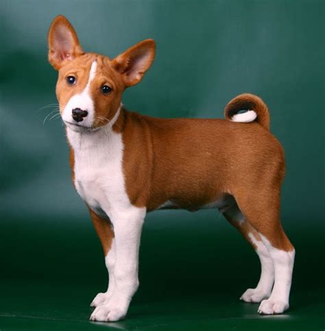 147 best Basenji images on Pinterest | Basenji dogs, Doggies and Puppies