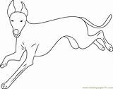 Italian Greyhound Running Coloring Page  Free Dog Pages sketch template