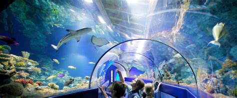 Bristol Aquarium | Aquarium, Aquarium led, Underwater