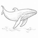 Blue Whale Coloring Pages Drawing For Kid 27497675 Vector Art At Vecteezy sketch template
