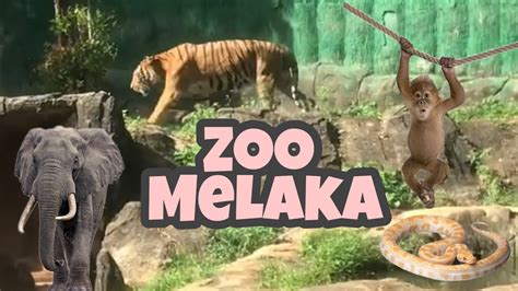 Zoo Melaka Animals 2020 | Tempat menarik di Melaka | Place to visit at ...