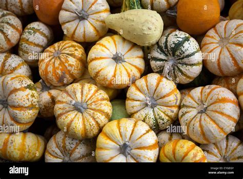 Pumpkin and Squash Varieties at Jamaica Market - Mexico City DF Stock ...