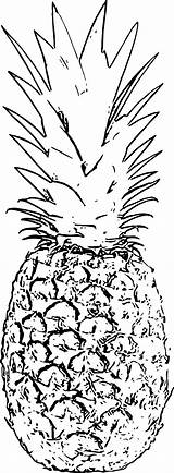 Pineapple Coloring Page WeColoringPage 04  Wecoloringpagecom sketch template