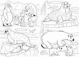 Printable Coloring Pages Of Arctic Animals sketch template