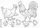 At The Farm Cute hen rooster And Their Chicks Coloring Page  sketch template