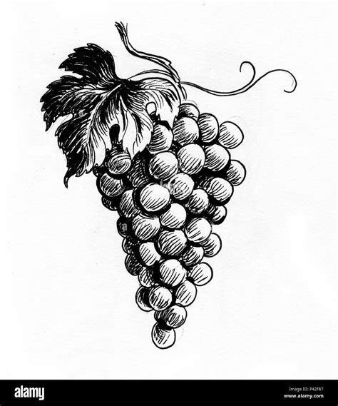 Bunch of grapes. Ink black and white drawing Stock Photo - Alamy