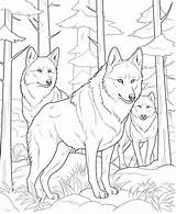 Wolf Pack Coloring Page sketch template