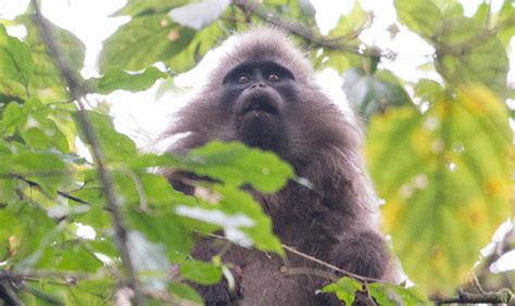 Protecting primates through ecotourism - Global Wildlife Conservation