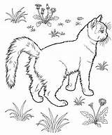 Free Printable Cat Coloring Pages For Kids sketch template