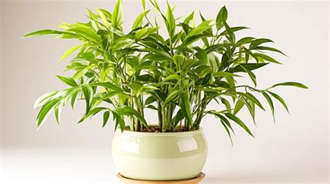 Premium AI Image | Bamboo plant on a pot on white background