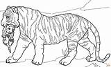Tiger Coloring Pages Printable Free And Easy To By Gbcoloring On  sketch template