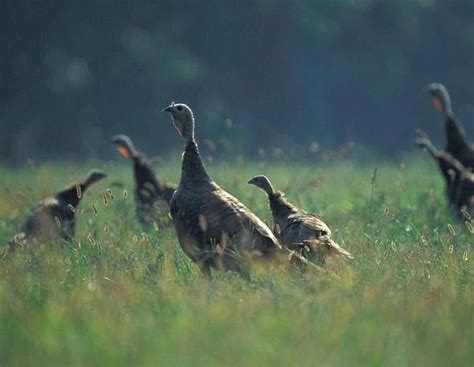 MDC offers wild turkey habitat workshop | Travel