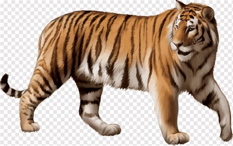 Bengal tiger Siberian Tiger Felidae White tiger, cartoon tiger, cartoon Character, white, mammal ...