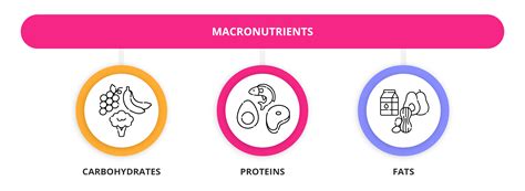 Macronutrients Definition | Bruin Blog