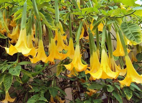 Angel Trumpet Yellow- BRUGMANSIA SEEDS - Huge, Fragrant Trumpet flowers ...