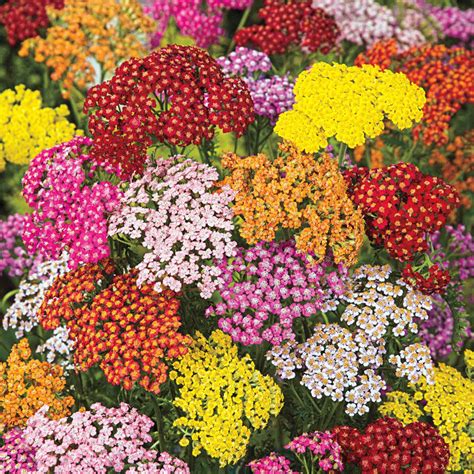 Rainbow Yarrow - Yellow, White, Pink and Yellow Yarrow | Breck's