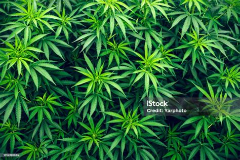 Cannabis Farm Cultivation Wallpaper Marijuana Weed Stock Photo ...