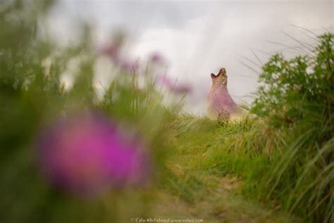 Otago Wildlife Masterclass November 2022 - Edin Whitehead