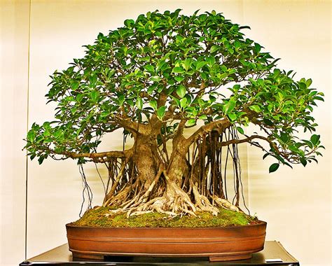 15 Indian Banyan Tree Bonsai Ornamental Houseplant Seeds Fresh Seed Tropical House Plant Bonsai ...