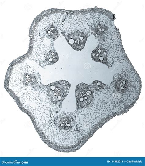Cucurbita stem micrograph stock image. Image of microscope - 114482011