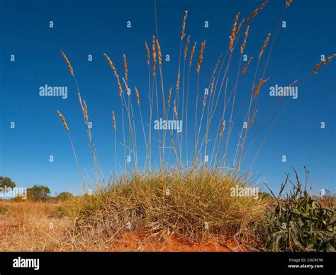 Spinifex grass plant in outback Central Australia desert with blue sky and seeds Stock Photo - Alamy